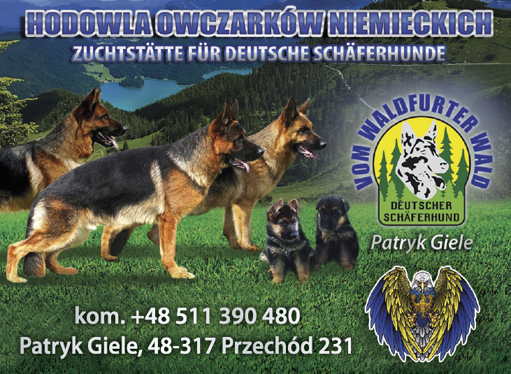 Hodowla Owczarków Niemieckich vom Waldfurter Wald Patryk Giele Przechód